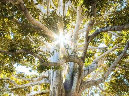 Gifts From Ancestors Image